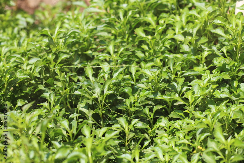 Field of Green Leaves: Lush Herbal Groundcover Field of Green Leaves: Lush Herbal Groundcover