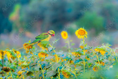 The Alexandrine parakeet, also known as the Alexandrine parrot, is a medium-sized parrot in the genus Psittacula of the family Psittaculidae, native to South Asia and Southeast Asia photo