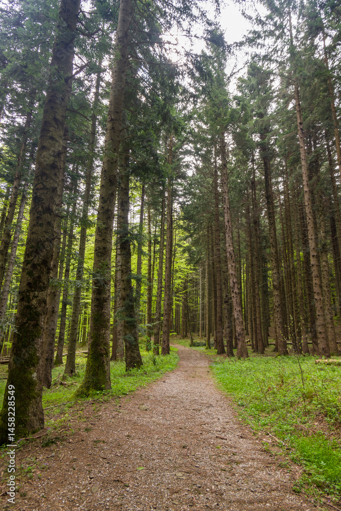 Fototapeta premium Il bosco dell’appennino bolognese in primavera