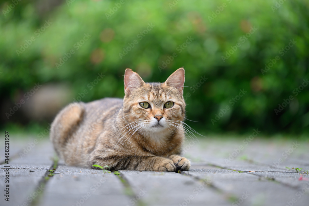 Fototapeta premium Outdoors, cat on the ground