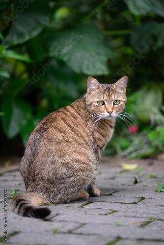 Cat sitting on the ground in the park