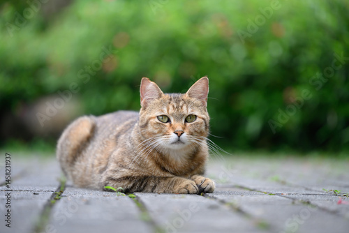 Outdoors, cat on the ground