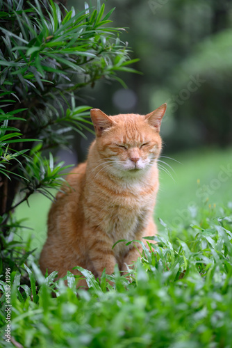 In the park, the cat sits on the grass