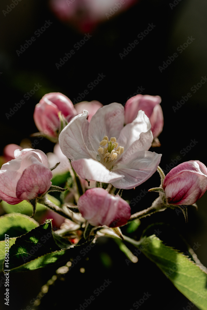 Obraz premium Blooming apple tree, spring time