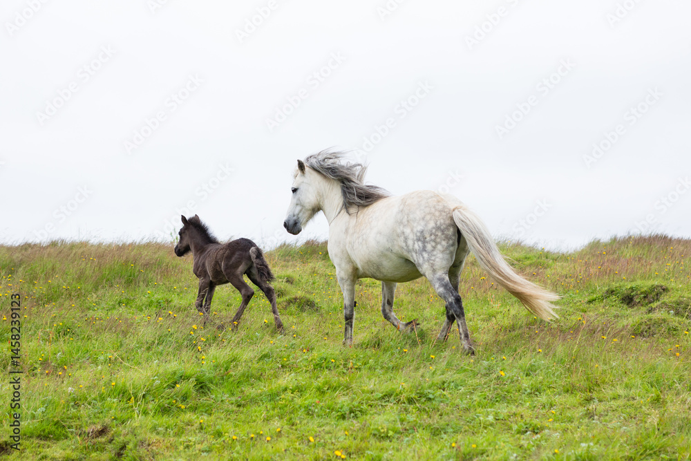 Obraz premium Foal and dappled mare running through grassy hill meadow