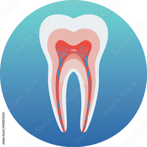 Tooth Anatomy Illustration for Dental Education