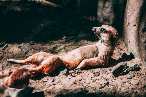 Meerkat Lounging on the Ground, Funny and Cute Animal Behavior