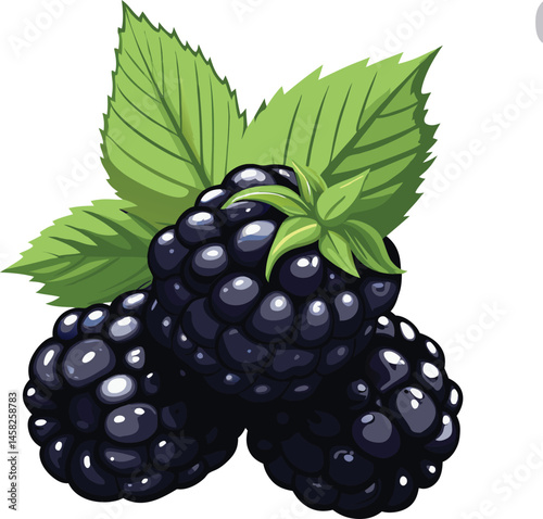 Blackberry with leaves vector illustration on transparent background.