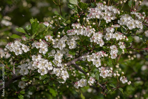 Ramo di un albero con bellissimi fiori bianchi