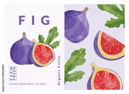 Fig packaging design templates, watercolour style vector illustration.	
