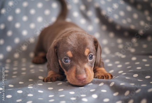 cute chocolate dachshund puppy