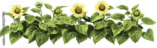 Green leaves and sunflowers with clipping path