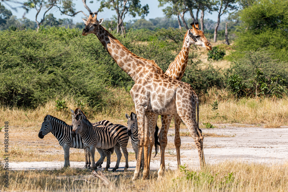 Fototapeta premium giraffes and other wildlife at moremi national park in Botswana