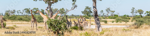 Panorama of young and adult giraffes (G. c. giraffa) in a nice natural landscape at Moremi in Botswana