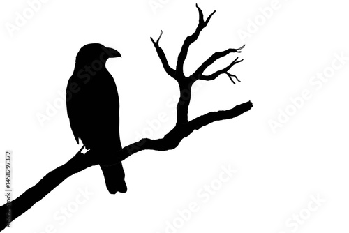 Silhouette of a bird perched on a bare tree branch, expressing quiet solitude and the elegance of nature in stillness