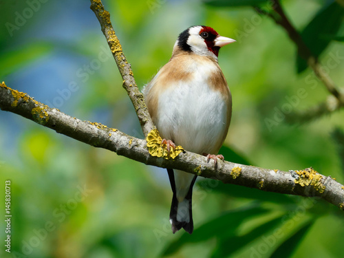 A Goldfinch, Carduelis carduelis, perching on a branch of a tree.