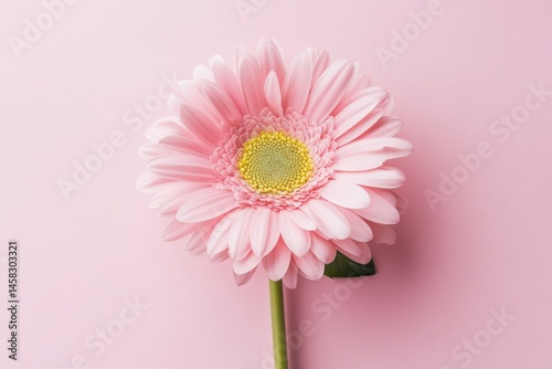 isolated pink flower with yellow middle on soft pink background