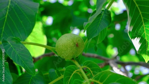green walnuts on tree