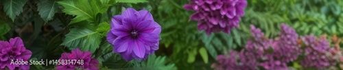 A vibrant purple flower blossoms atop lush green leaves , organic, violet, green