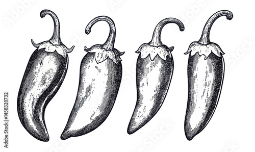 Vintage Engraving of Chili Peppers: Hand Drawn Vector Illustration for Graphic Design
