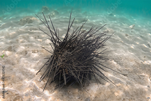 The diadema antillarum on a seabed