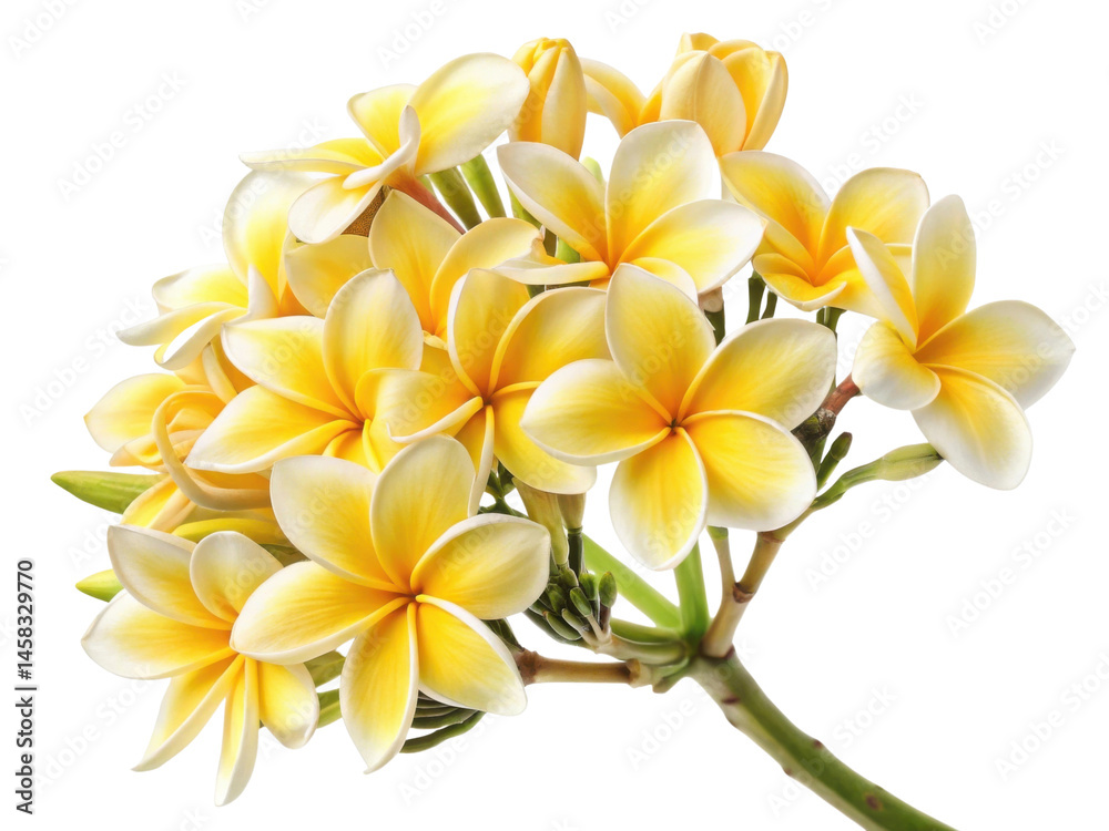 Obraz premium Beautiful cluster of plumeria flowers showcases vibrant yellow petals, radiating warmth and joy in any setting
