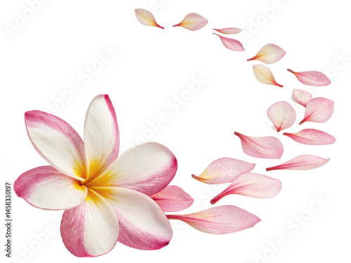 Beautiful plumeria flower with delicate pink and white petals gracefully arranged in swirling pattern evokes sense of tranquility and elegance