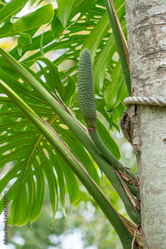 Monstera Deliciosa with Fruit at Funchal Botanical Garden, Madeira