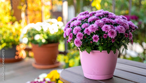 Wallpaper Mural Beautiful pink chrysanthemum flowers in pink pot, surrounded by vibrant greenery and other colorful plants, create cheerful and inviting atmosphere in sunny garden setting Torontodigital.ca