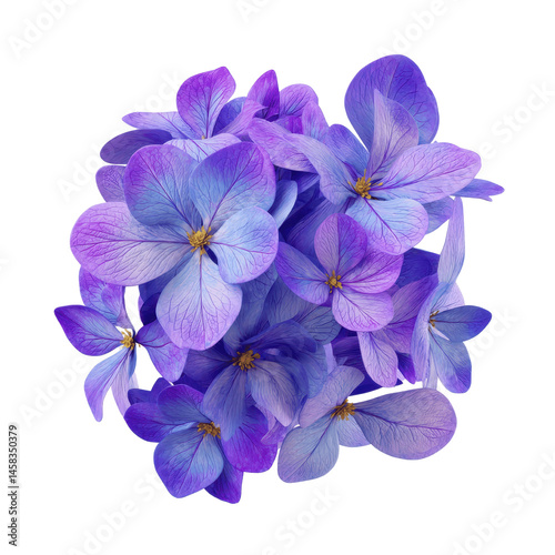 Wallpaper Mural Vibrant Blue and Purple Hydrangea Flower Cluster, Close-Up Torontodigital.ca