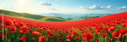 Rolling hills of bright red poppies under a clear sky , nature background, spring