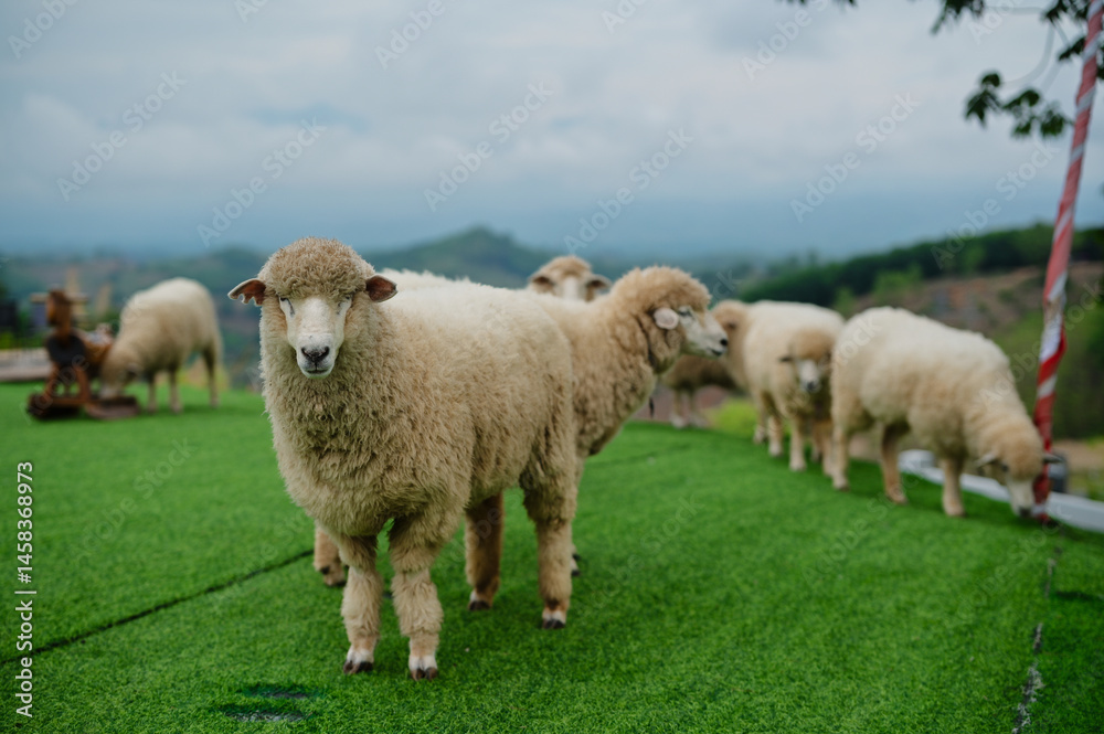 Fototapeta premium A small flock of sheep grazes on lush green grass in a scenic, hilly outdoor setting under a cloudy sky.