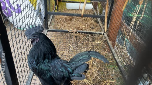 Black Ayam Cemani Chicken Inside Wire Cage with Hay