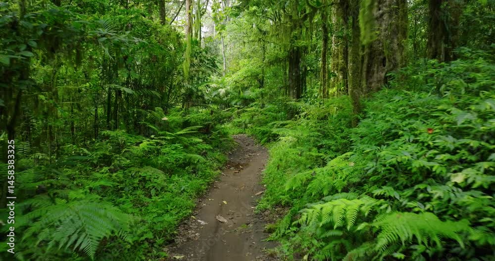 Path in lush green forest with lots of trees and leaves Path in lush green forest with lots of trees and leaves