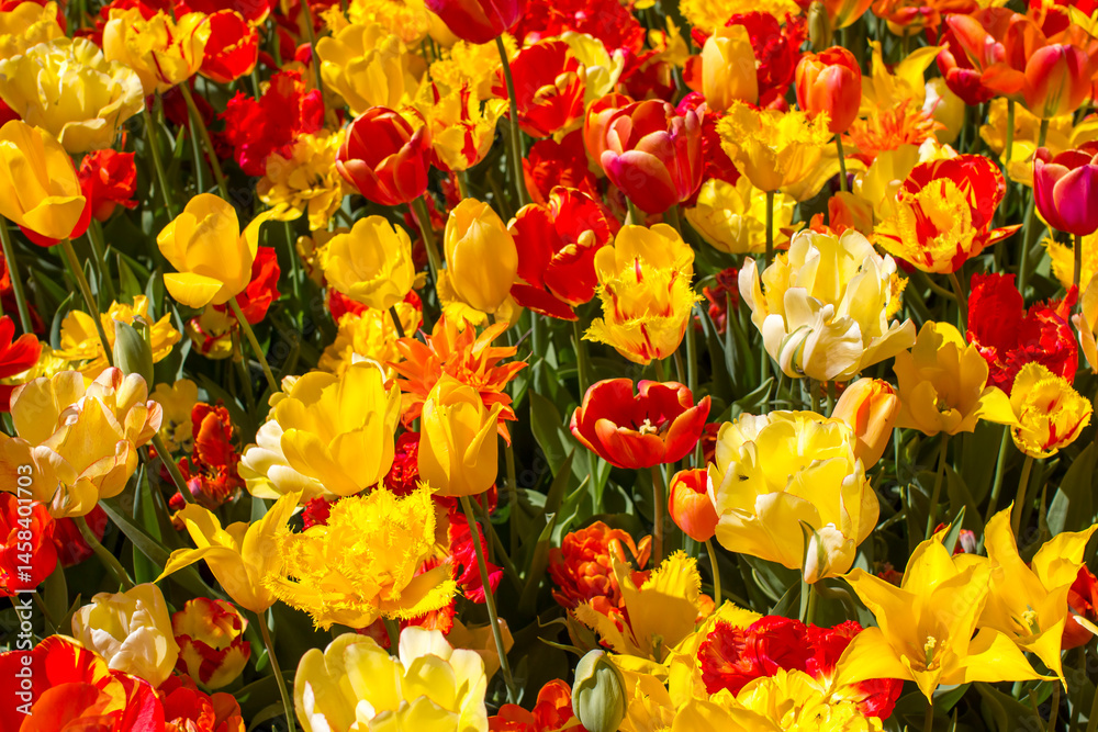 tulips flowers - spring flowers - closeu up
