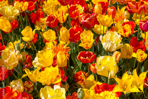 Obraz na płótnie tulips flowers - spring flowers - closeu up w salonie