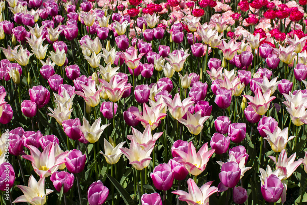 tulips flowers - spring flowers - closeu up