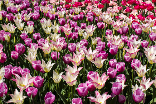Obraz na płótnie tulips flowers - spring flowers - closeu up w salonie