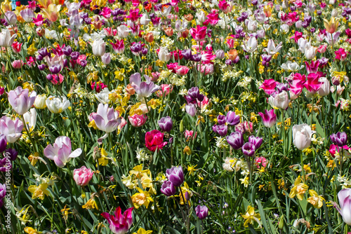 spring flowers in Keuhenhof in the Netherlands