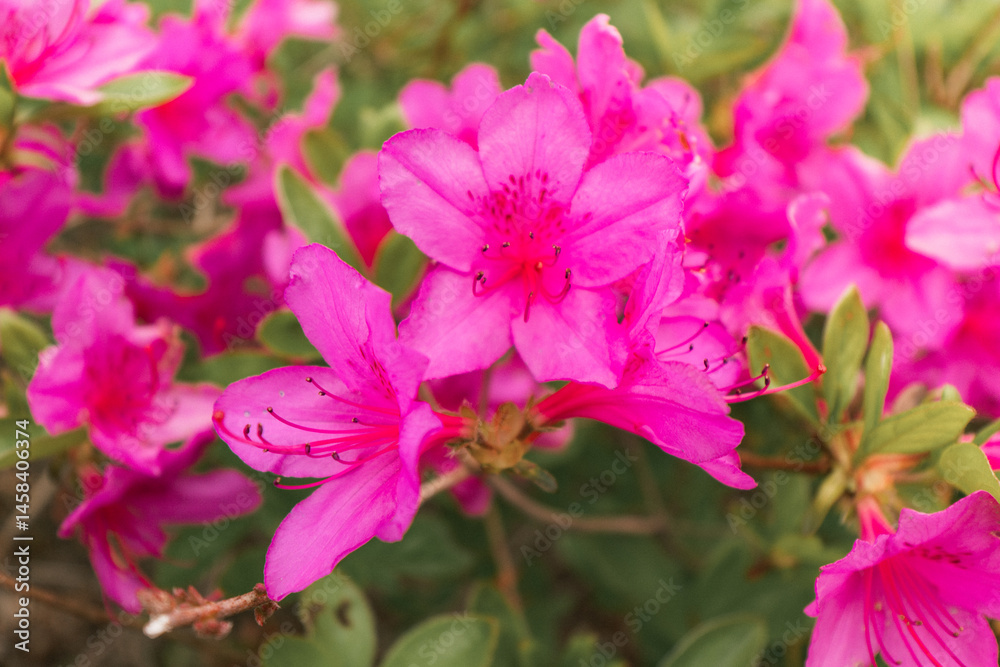 pink flowers in a garden pink flowers in a garden