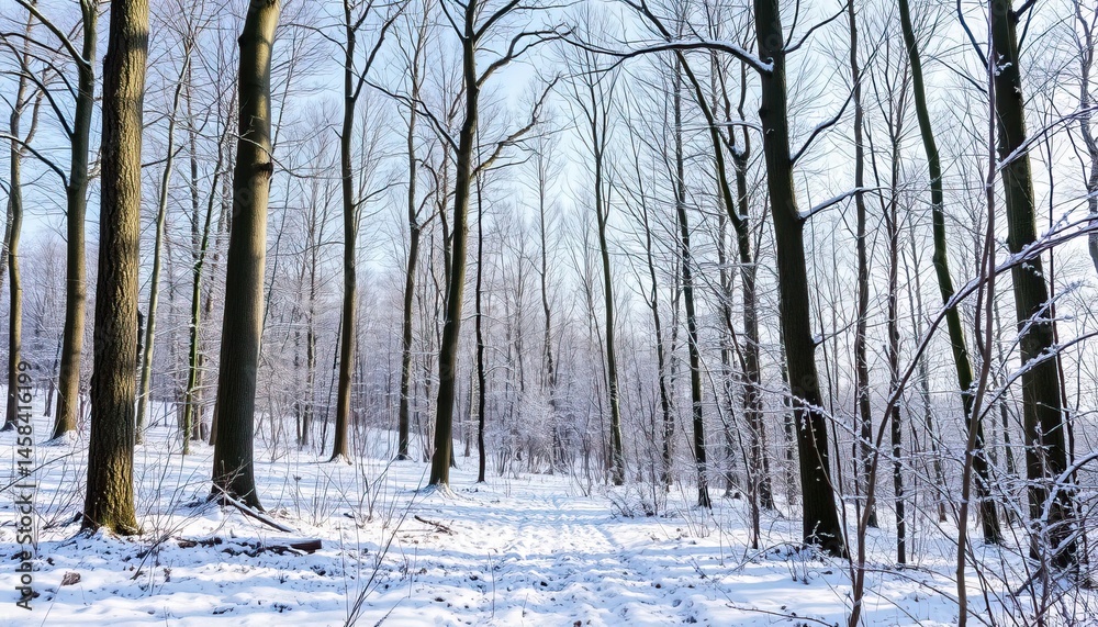 Fototapeta premium Snowy forest path