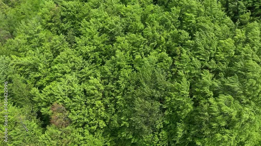 Wind gently moving canopy of green spring forest aerial view Wind gently moving canopy of green spring forest aerial view
