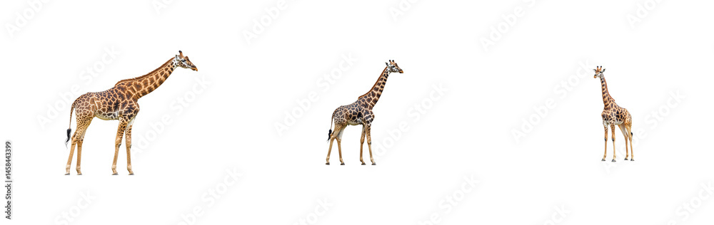 Naklejka premium Giraffe family isolated on black, standing ungulates, cut out transparent
