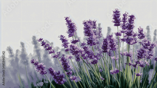 Lavender spring clipart vector instance showcasing delicate lavender heyday in full bloom.