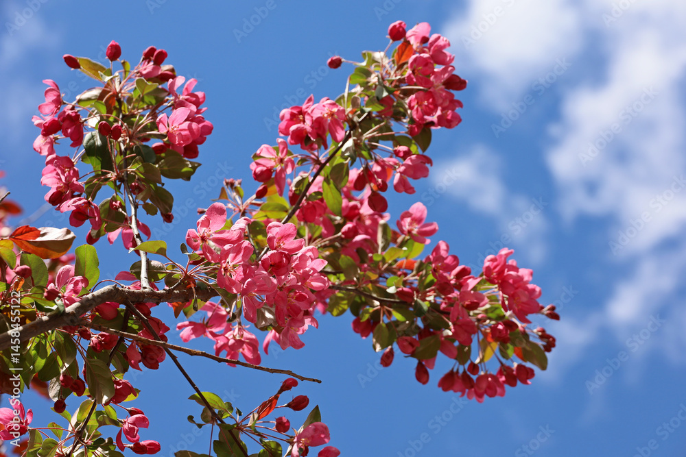 Apple blossom in spring garden on blue sky background. Pink flowers and red bugs on a branch