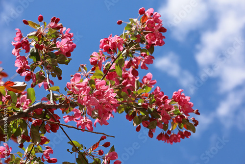 Obraz na płótnie Apple blossom in spring garden on blue sky background. Pink flowers and red bugs on a branch w salonie