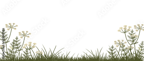 caraway, meridian fennel, field flowers, vector drawing wild plants at white background, floral border, hand drawn botanical illustration