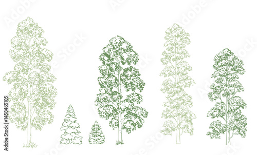 A detailed architectural drawing of a dense forest elevation, featuring a variety of deciduous and coniferous trees with intricate line work and fine textures.