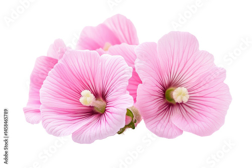 Pink marshmallow flowers bring softness and charm to botanical illustrations and nature inspired design projects