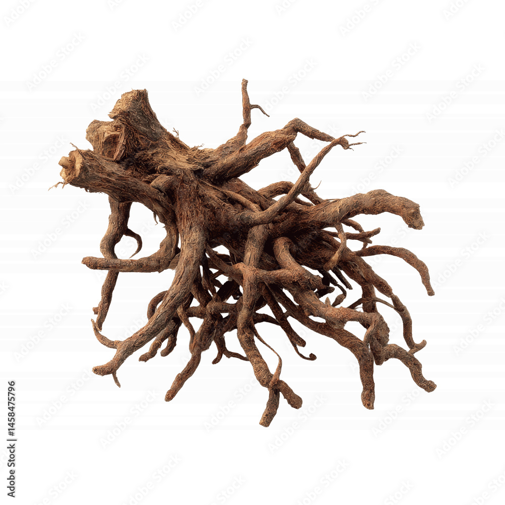 Obraz premium Intricate Root System of an Ancient Tree, Bar Code Transparent background